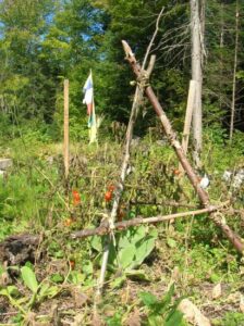 The Post-Frost Garden Image